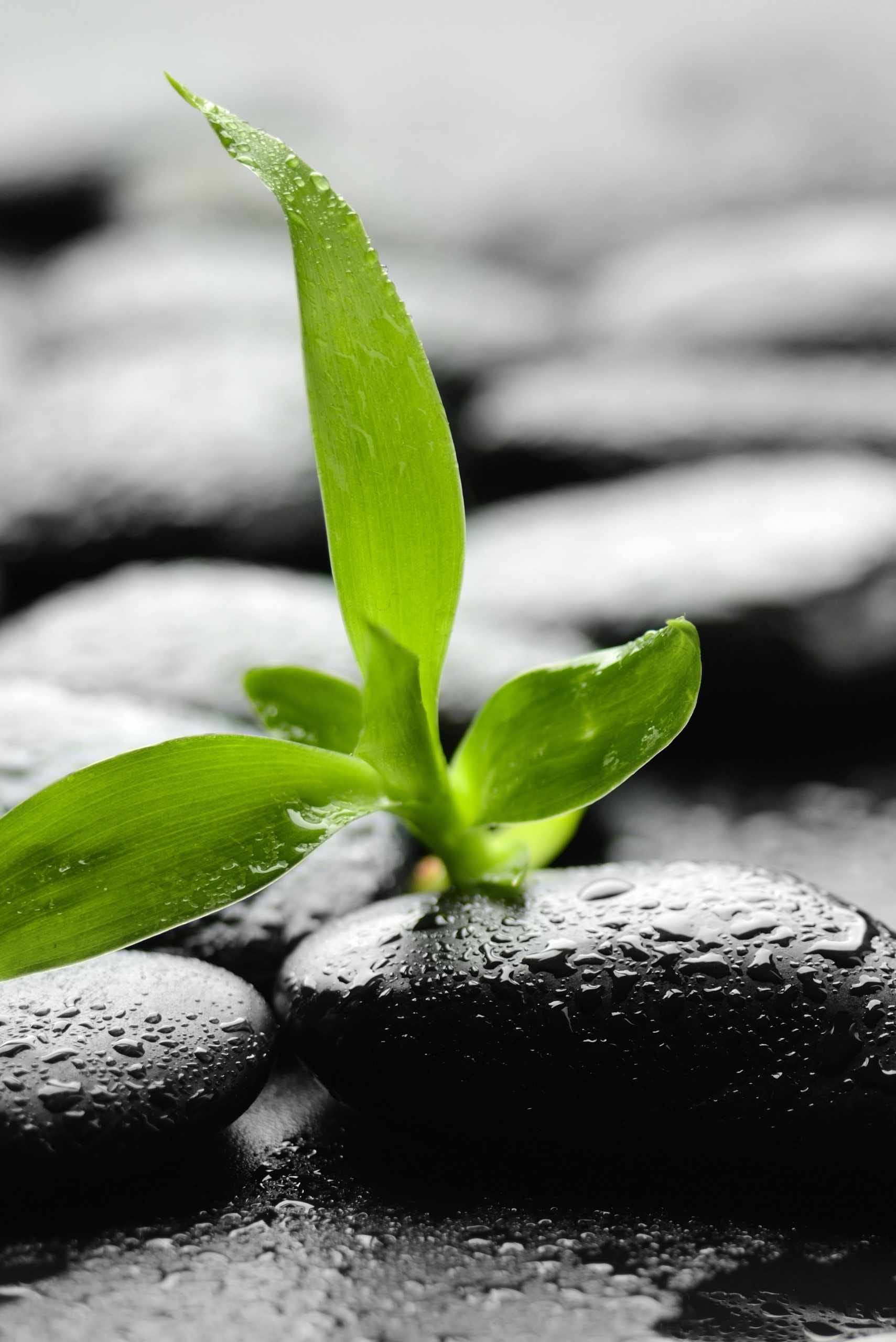 Grön växt i mörka stenar symboliserar organisk tillväxt